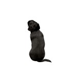Labrador schwarz
