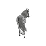 Pferd 10