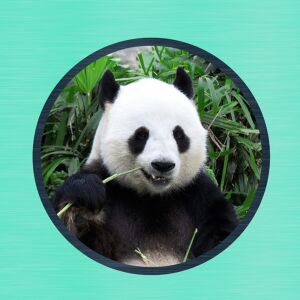 Bio-Jersey, PANEL + Kombistoff für Schultüte Panda