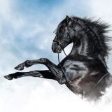 Bio-Jersey XL Panel + Kombistoff Traumpferde, black beauty Pferd, 2 in 1