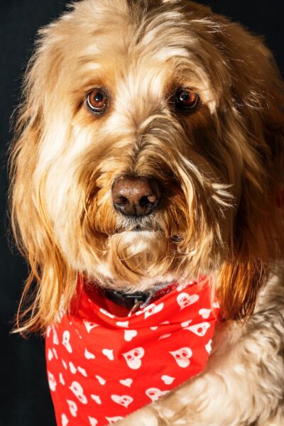 Ein Hund mit goldenem langen Feld trägt ein rotes Halstuch mit weißen Punkten 