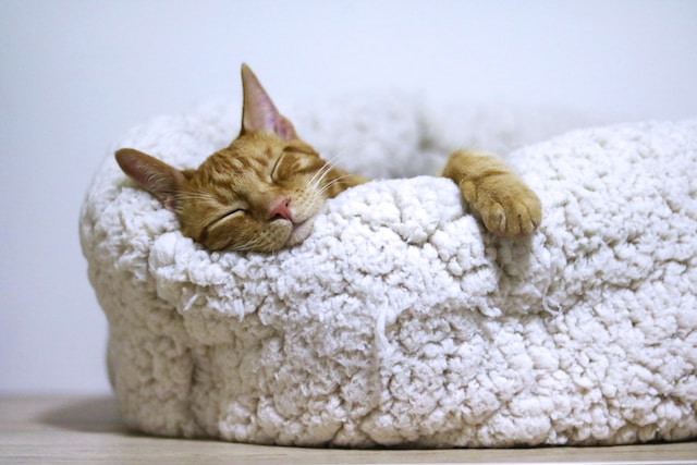 Eine orange getigerte Katze schläft friedlich auf einem flauschigen, weißen Katzenbett