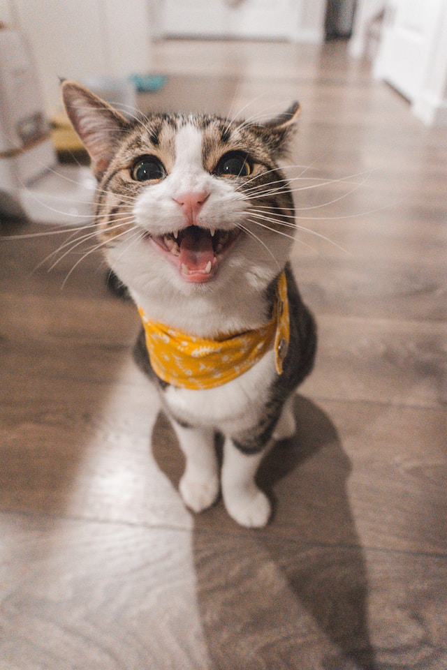 Eine Katze mit gelbem Halstuch schaut in die Kamera und maunzt 