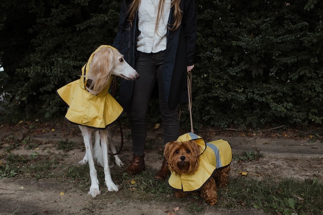 Eine Person hat einen großen und einen kleinen Hund an der Leine, die beide leuchtend gelbe Regenjacken tragen
