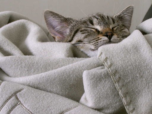 Eine kleine Katze schläft auf einem Stück Stoff Fleece